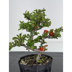 Chaenomeles chojubai I-7900 vista 3