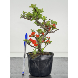 Chaenomeles chojubai I-7901