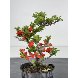 Chaenomeles chojubai I-7901 view 3