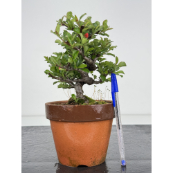 Chaenomeles chojubai I-7902