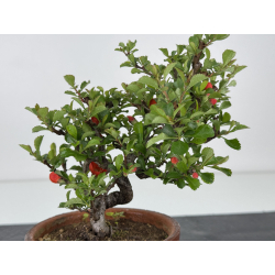 Chaenomeles chojubai I-7903 view 2
