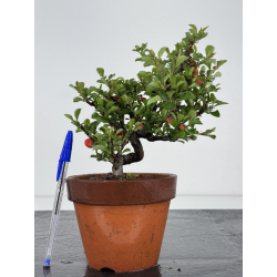 Chaenomeles chojubai I-7903