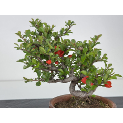 Chaenomeles chojubai I-7903 view 3