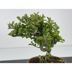 Chaenomeles chojubai I-7904 vista 3