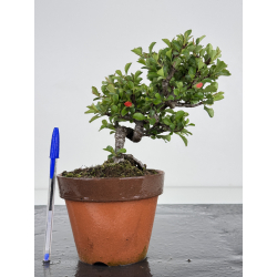 Chaenomeles chojubai I-7905