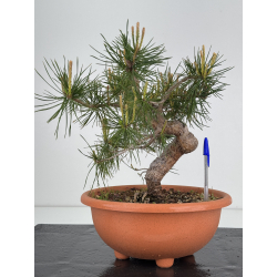 Pinus sylvestris -pino s- europeo- I-7906