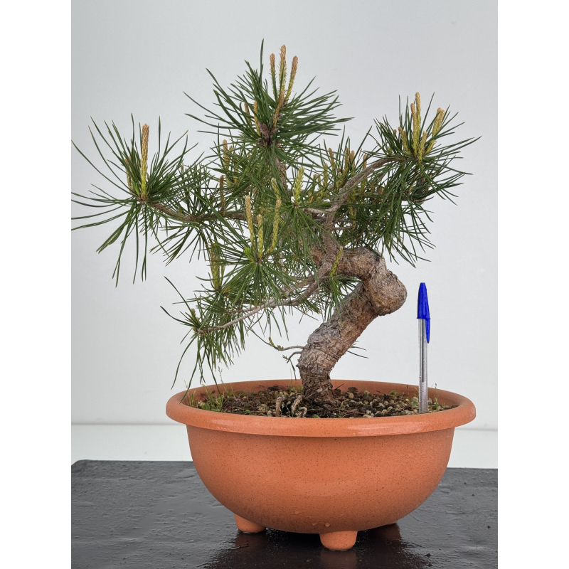 Pinus sylvestris -pino s- europeo- I-7906 Pinus sylvestris -pino s- europeo- I-7906