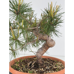 Pinus sylvestris -pino s- europeo- I-7906 vista 2