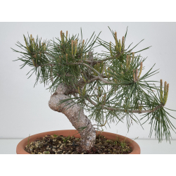 Pinus sylvestris -pino s- europeo- I-7906 vista 3
