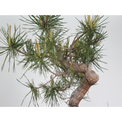 Pinus sylvestris -pino s- europeo- I-7906 vista 4