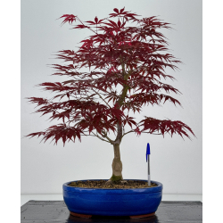 Acer palmatum beni kagami I-7907