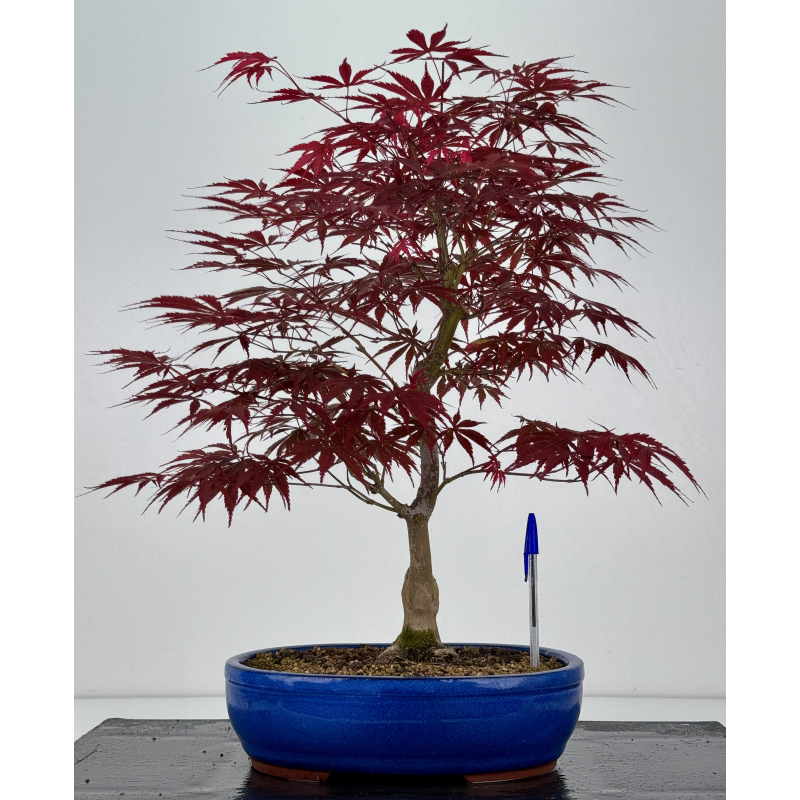 Acer palmatum beni kagami I-7907 Acer palmatum beni kagami I-7907