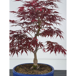 Acer palmatum beni kagami I-7907 vista 2
