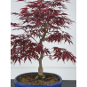 Acer palmatum beni kagami I-7907 view 2