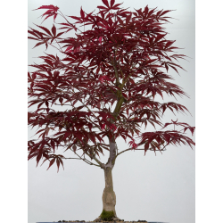 Acer palmatum beni kagami I-7907 vista 3