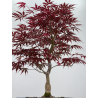 Acer palmatum beni kagami I-7907 view 3