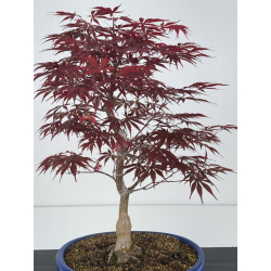 Acer palmatum beni kagami I-7907 vista 4