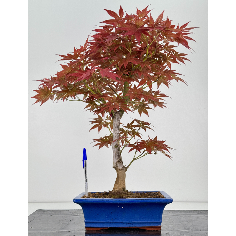 Acer palmatum yugure I-7908