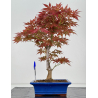 Acer palmatum yugure I-7908