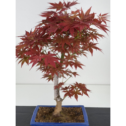 Acer palmatum yugure I-7908 vista 2