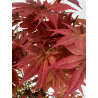 Acer palmatum yugure I-7908 view 3