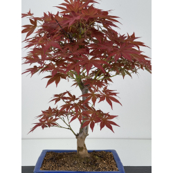 Acer palmatum yugure I-7908 vista 4