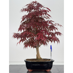 Acer palmatum oshu beni I-7909