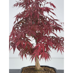 Acer palmatum oshu beni I-7909 vista 2