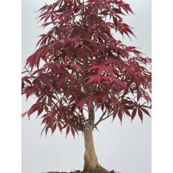 Acer palmatum oshu beni I-7909 vista 3