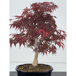 Acer palmatum oshu beni I-7909 vista 4