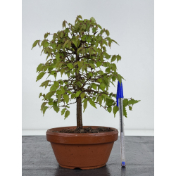 Zelkova serrata I-7910