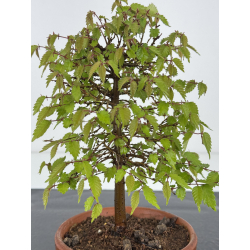 Zelkova serrata I-7910 view 2