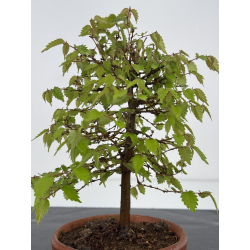 Zelkova serrata I-7910 view 3