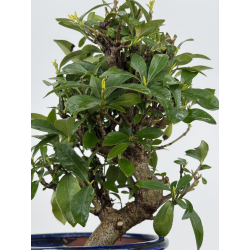 Gardenia jasminoides I-7911 view 3