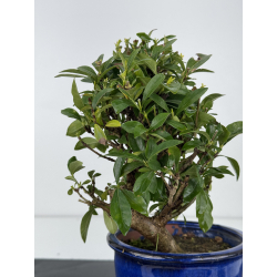 Gardenia jasminoides I-7911 view 4