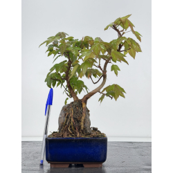 Acer buergerianum I-7912
