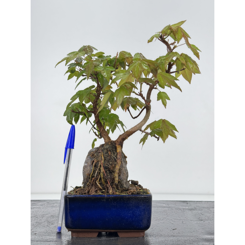 Acer buergerianum I-7912