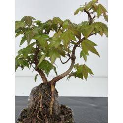 Acer buergerianum I-7912 vista 2