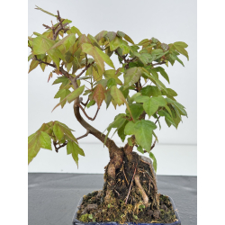 Acer buergerianum I-7912 vista 3