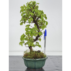 Carpinus turczaninovii -carpe coreano- I-7913