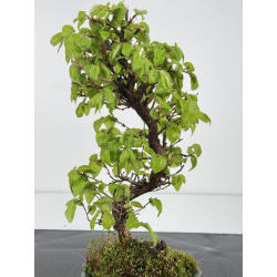 Carpinus turczaninovii  I-7913 view 2