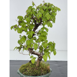 Carpinus turczaninovii  I-7913 view 3
