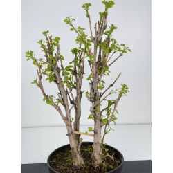 Ginkgo biloba I-7914 vista 2