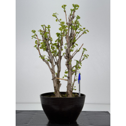 Ginkgo biloba I-7914