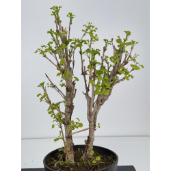 Ginkgo biloba I-7914 vista 3