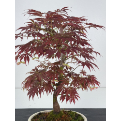 Acer palmatum oshu beni I-7915 vista 2
