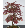 Acer palmatum oshu beni I-7915 view 2