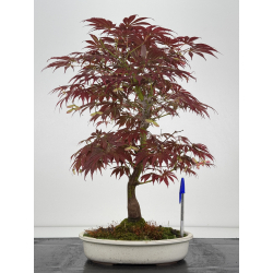 Acer palmatum oshu beni I-7915