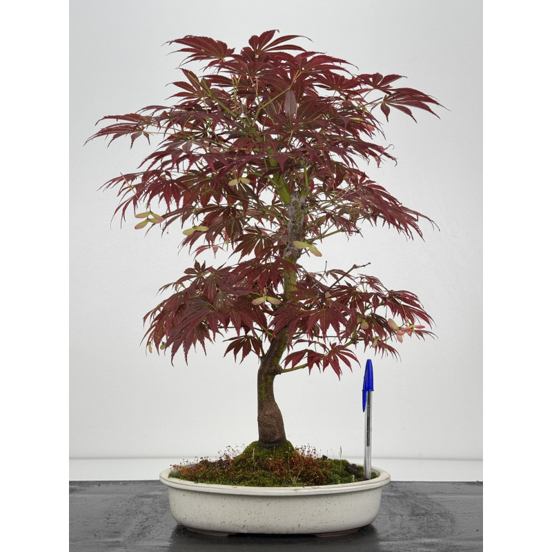 Acer palmatum oshu beni I-7915 Acer palmatum oshu beni I-7915