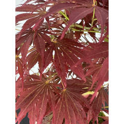 Acer palmatum oshu beni I-7915 vista 3